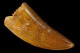 Serrated Carcharodontosaurus Tooth - Beautiful Preservation #159452-1